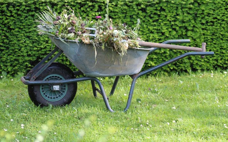 Wheelbarrow full of garden cuttings and weeds